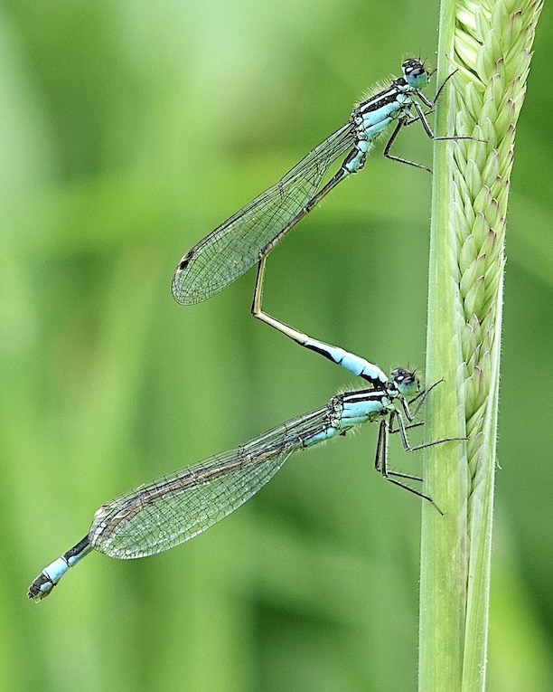 blue-tailed damselflies